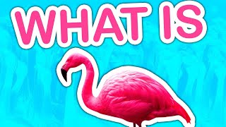 What is Flamingo [upl. by Atinauq]