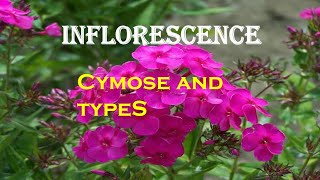 Inflorescence  Part 2  Cymose inflorescence and type [upl. by Kciv]