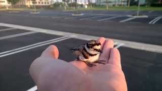 Baby Killdeer chirping [upl. by Waylen371]