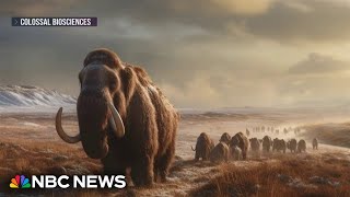 A modernday woolly mammoth may be just a few years away biotech company says [upl. by Yboc]