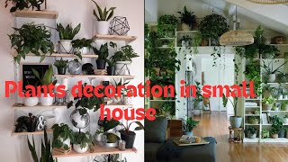 indoor plants decoration in small house indoor plants diyindoor plant styling [upl. by Yrret]