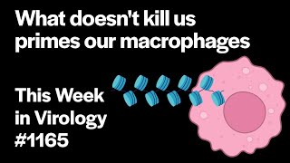 TWiV 1165 What doesnt kill us primes our macrophages [upl. by Weinstock]