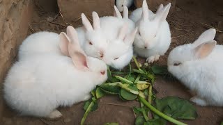 Cute Rabbits Eating  Bonding Rabbits  Bonding Rabbits Mounting  Stress Bonding Rabbits [upl. by Pierro678]