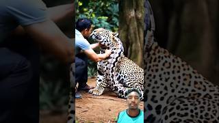 Anaconda and cheetah are two friends😍😍😍❤️❤️❤️ animals wildlife shorts [upl. by Agripina]