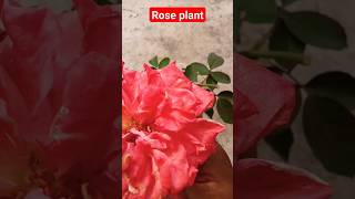 rose plant rosecare flowers gardening rosetips rosecaretips rosegrowthing gardenflowers [upl. by Acissev]