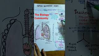 HUMAN RESPIRATORY SYSTEM breathingandexchangeofgasesclass11biologyneet2025cbseshortsbioneet [upl. by Yromas]