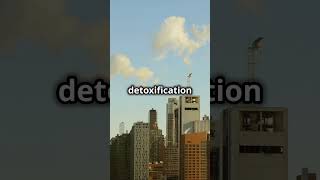 What Is Detoxification and Why Is It Important facts superfoodsecrets lowcarb [upl. by Ayel]