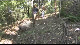 Dogs101 lagotto Romagnolo Rare breed [upl. by Atteirneh582]