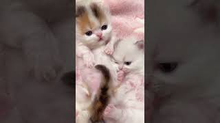 Double the happiness of short legs kitten [upl. by Iaria]