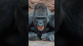 🦍Gorilla gamegorilla gorillas animals animal animalovers wildlife wild zoo naturenature [upl. by Berriman]