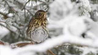 Messiaen La grive musiciennethe song thrush [upl. by Shetrit]