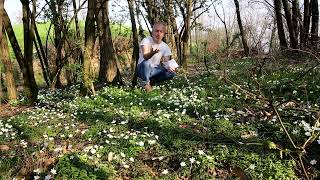 Video 203  Anemone nemorosa e lAmore perduto [upl. by Fredenburg486]