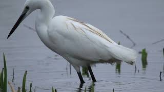 Aigrette garzette en pêche une technique de pêche [upl. by Warila]