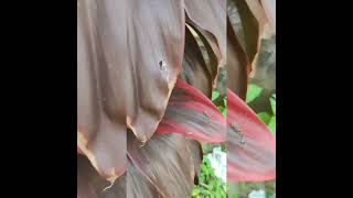 Cordyline Fruticosa Tree🌿 shortvideo shorts amazing naturevibes [upl. by Ahsaetal853]