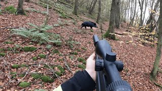 ACHTUNG SAU nimmt Treiber an  Drückjagd auf Sauen im Brombeeren Kessel Copterpro Jagd [upl. by Caneghem]