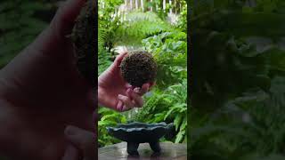 Asplenium nidus kokedama placed on a cute tripod tray indoorgarden mossball [upl. by Tavey]