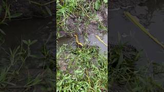 মাছ ধরতে গিয়ে বিসাক্ত সাপের কবলে পরলাম 🐍 074 fish catching vlog [upl. by Kcirred]