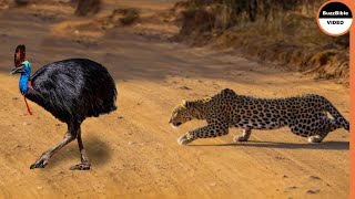 Giant Cassowary Face To Face With Leopard [upl. by Jesh]