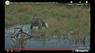 02 September 2024 RW cam Bear 469 Patches exploreorg [upl. by Acitel]