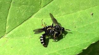 Squareheaded Wasps Crabronidae Ectemnius or Crabro Mating Behavior Part 1 of 2 [upl. by Lenssen]