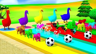 5 Giant Ducks Rabbit Tiger turtle Cow Elephant and Magic Balls Transfiguration 2023 3D Animal [upl. by Shamrao]