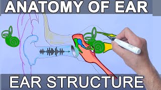 Anatomy of Ear  Structure and Basic functions [upl. by Reinal309]