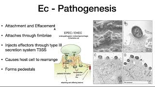 Enterohemorrhagic E coli [upl. by Krenek]