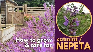 How to grow CatmintNepeta the best way to care for catmint nepeta [upl. by Germain287]