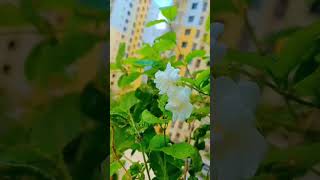 ভালোবাসার বেলী ফুল 🌸love flowers trendinggardenshortsviralvideoforyoufypyoutubeshorts [upl. by Allebasi]