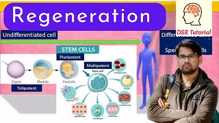 Regeneration Complete Process  Types  Mechanism  Regeneration in Invertebrates or Vertebrates [upl. by Isoj]