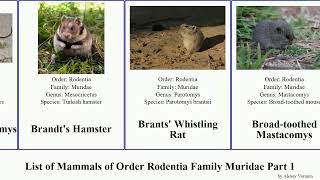 List of Mammals of Order Rodentia Family Muridae Part 1 rat mouse gerbil hamster australian grass [upl. by Diraf]