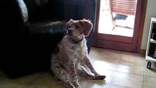 A very Slouchy Brittany Spaniel very cute [upl. by Moberg]