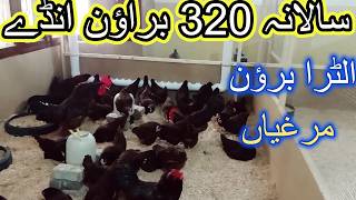 Ultra Light Brown Chickens  Hen Egg Farming in Pakistan [upl. by Franchot]