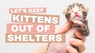 Lets Keep Kittens Out of the Animal Shelter [upl. by Wise]