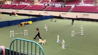 Goldendoodle Agility AKC [upl. by Namrehs630]