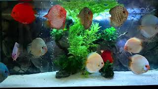 Stendker Discus Tank owned by Don Julio [upl. by Lerad214]