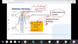 AP1 Ciências Morfofuncionais dos Sistemas Nervoso e Cardiorrespiratório [upl. by Napier]