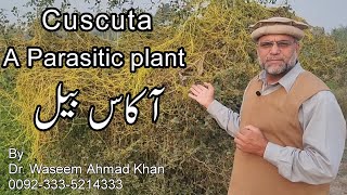 Amar Bail Ke Fayde  Akash Bail Ke Fayde  Cuscuta Herb Benefits Disadvantages of Amar Bail [upl. by Notlrak936]