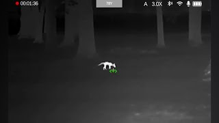 Fox Hunting w Thermal Night Vision Scope  DNT ThermNight TNC225R  22LR 40gr CCI Subsonic HP 78yd [upl. by Wendi]