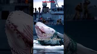 MIGALO PAUS PUTIH ALBINO  KALIAN HARUS TAHU whale amazing [upl. by Kifar]