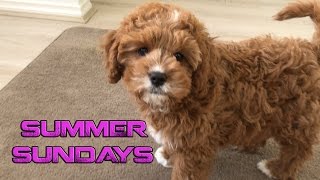 Summer Sundays  Doggy Door Training [upl. by Nyl]