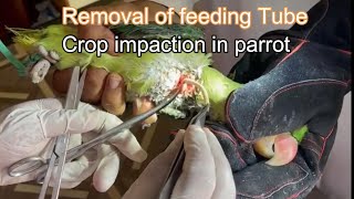 crop impaction in parrot rubber tube feeding fixed in crop remove tube by operation [upl. by Yuma299]