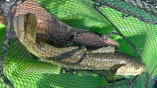 How to Catch Sea Trout and Barracuda on Miamis Biscayne Bay [upl. by Ylirama481]