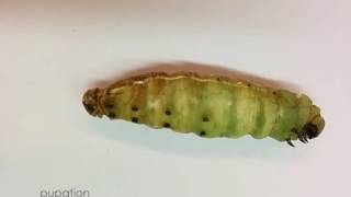 From Larva to Pupa Pupation of Manduca sexta [upl. by Alanah]