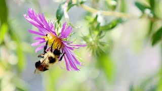 Symphyotrichum novaeangliae  New England Aster  Michaelmas daisy [upl. by Bollinger]