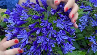 Agapanthus evergreens Why we love these favourite perennials and how we grow and care for them [upl. by Assenahs]