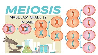 PROCESS OF MEIOSIS MADE EASY  DETAILED EXPLANATION  MSAIDI  THUNDEREDUC [upl. by Nnalatsyrc]