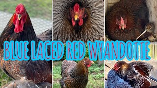 McDonald Farm Blue Laced Red Wyandotte [upl. by Nnyla942]