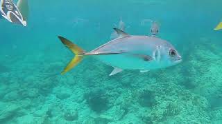 Snorkeling Coki Beach St Thomas USVI March 9 2024 [upl. by Enirtak]