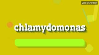 CHLAMYDOMONAS  HOW TO PRONOUNCE CHLAMYDOMONAS chlamydomonas [upl. by Hsetim654]